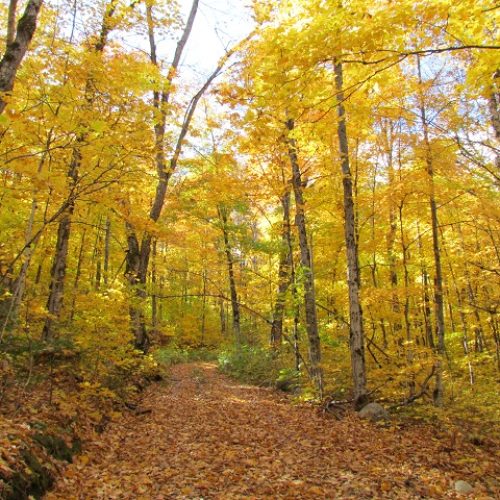 buck lake cottage rental 26-20